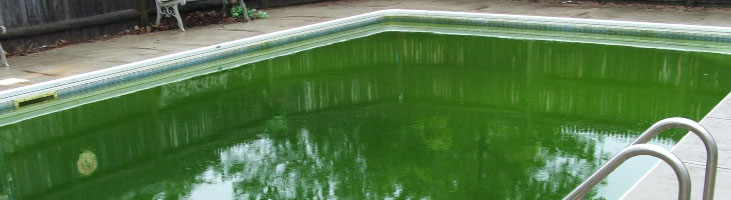 Book Swimming Pool Green to Clean Service Book Swimming Pool Green to Clean Service